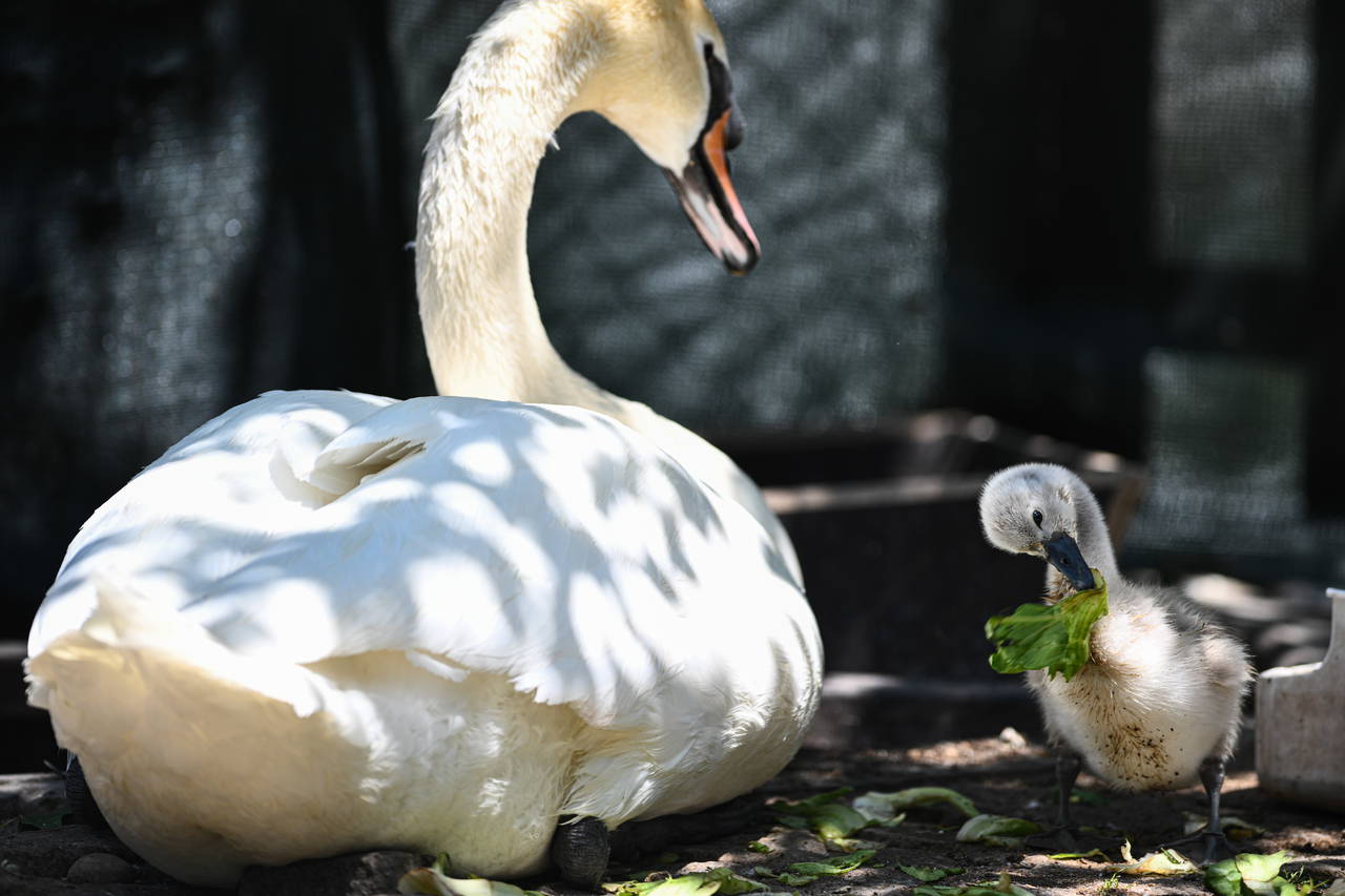 Kuğulu Park’tan sevindirici haber: 15 yıl sonra ilk kez beyaz kuğu doğdu