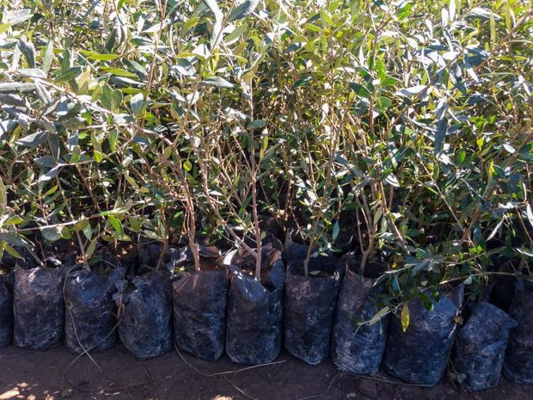 YEKÜD: Zeytin ağaçları kesilmeden taşınacak, daha çok fidan dikilecek; enerji güvenliği artacak