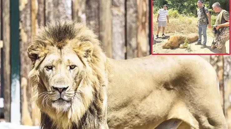 Afrika'dan Antalya'ya uzanan hikaye Zeus! Daha önce uyarı yapılmış İlkel toplama kampı gibi
