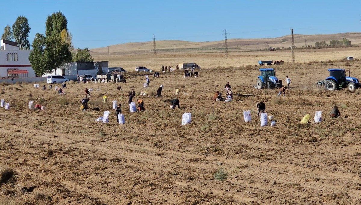 Zarar eden çiftçi, patatesleri vatandaşa dağıttı: Bazıları gibi derelere atmıyoruz!