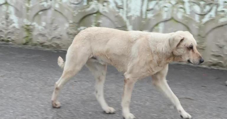 Başıboş sokak köpekleri için yeni adım